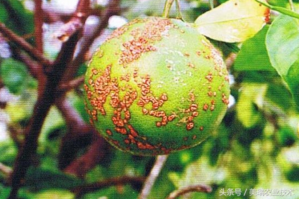 柑橘病虫害管理及营养管理ppt,柑橘花露白时应防治好哪些病虫害