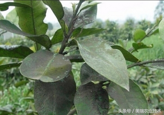 柑橘病虫害管理及营养管理ppt,柑橘花露白时应防治好哪些病虫害