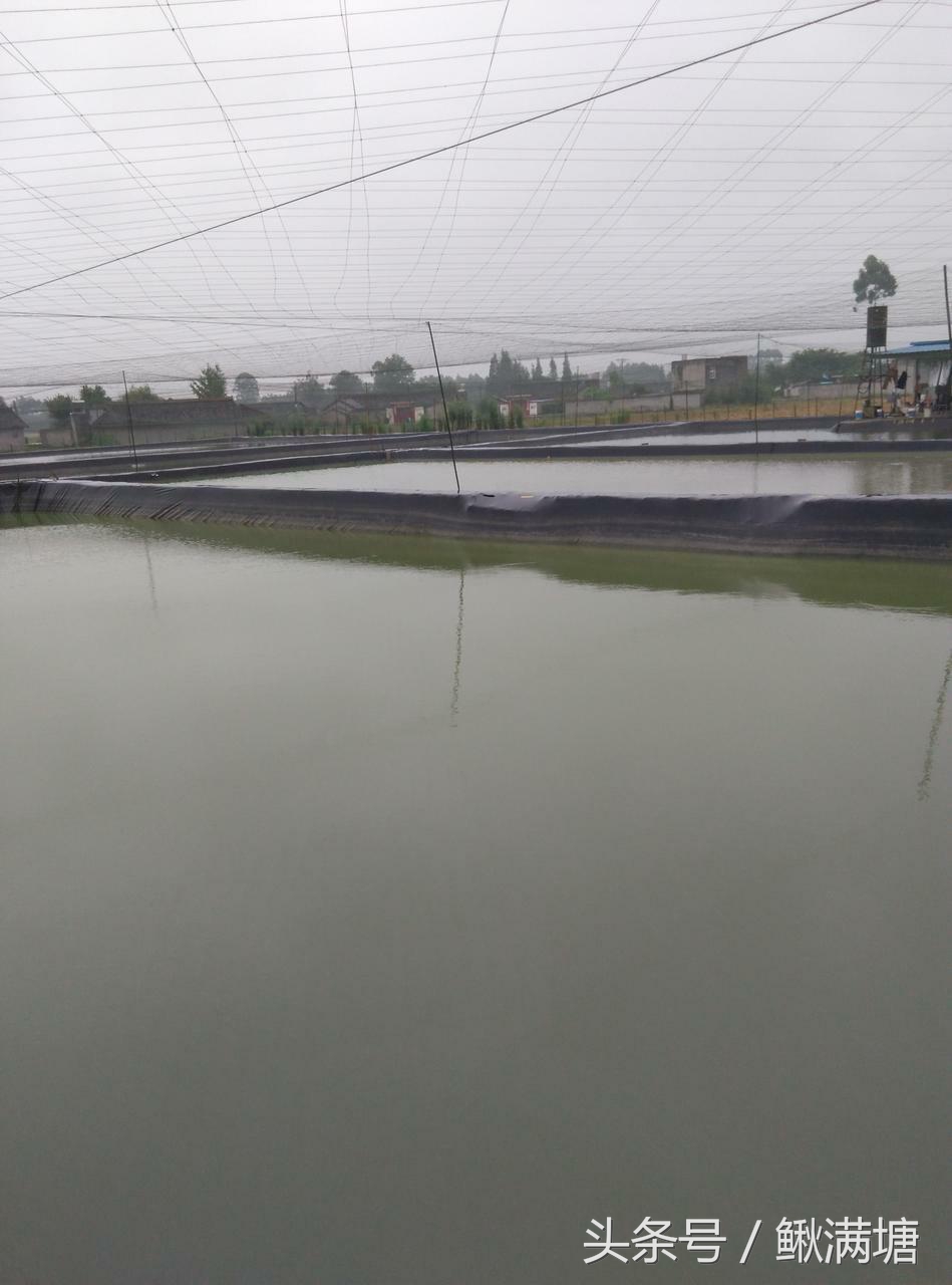 泥鳅养殖能赚钱吗现在,泥鳅养殖的前景到底有多大