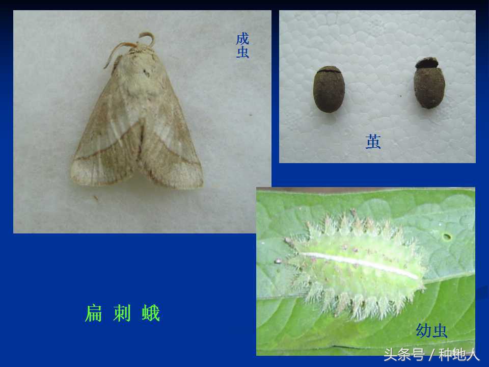 会吃叶子的虫子有哪些,哪些虫子爱吃树叶虫