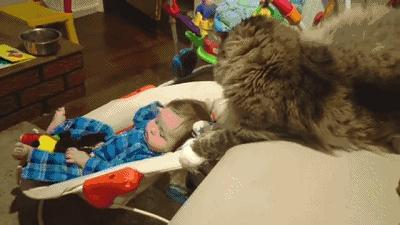 世界上最大的十种猫排名,打破吉尼斯纪录的猫