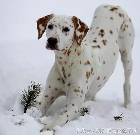 斑点狗科普点读,斑点狗大麦町犬好养吗
