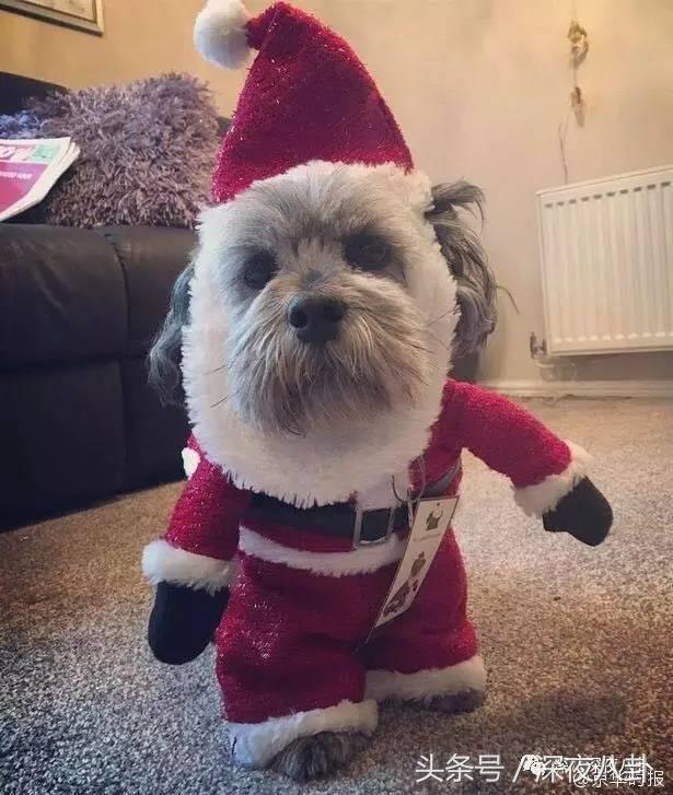 又到一年圣诞节,又到圣诞节了大家怎么看