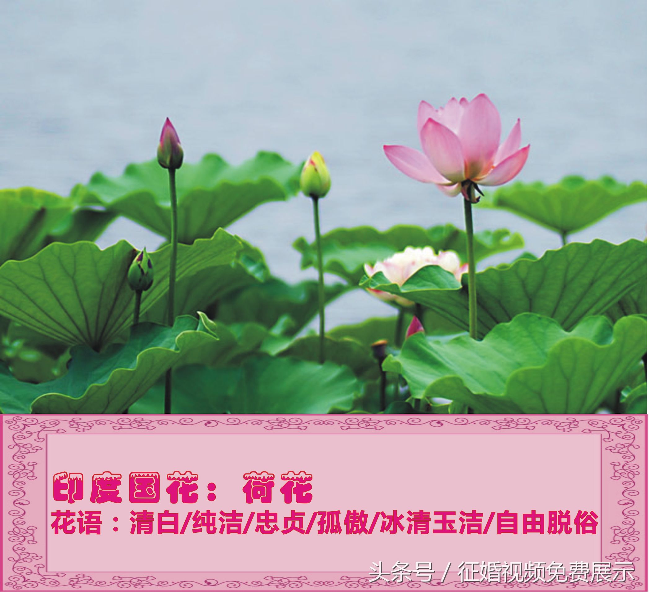 各国国花及象征意义,世界各国国花及寓意