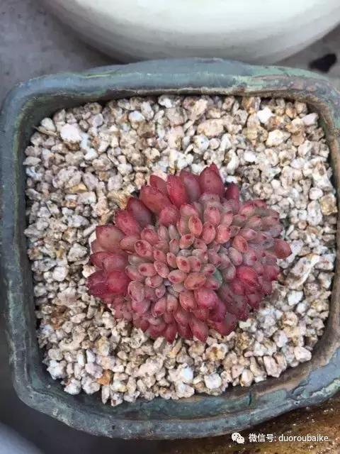 黄金麦饭石是真正麦饭石吗,黄金软麦饭石真假