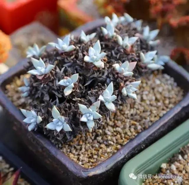 麦饭石颗粒真假,真假黄金麦饭石颗粒