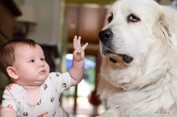 最凶悍的大白熊犬,常见的大白熊犬
