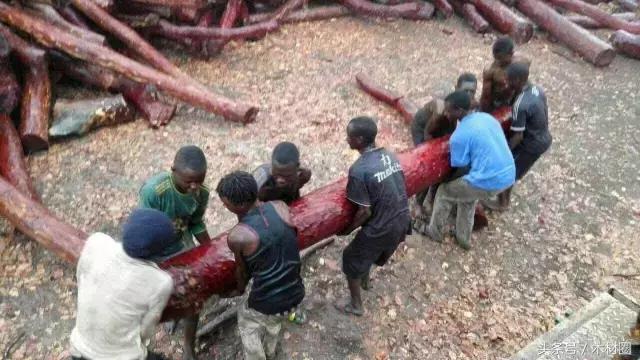 刺猬紫檀、染料紫檀、小巴花等非洲原木最新报价