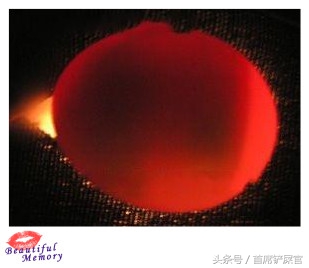 虎皮鹦鹉繁育期间注意事项,虎皮鹦鹉怎么快速产蛋