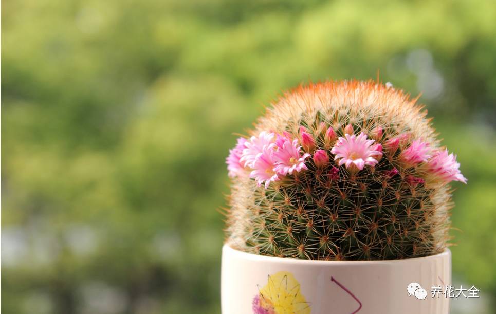 水养发财树绿萝黄叶掉叶怎样补救,绿萝发财树怎么养不烂根