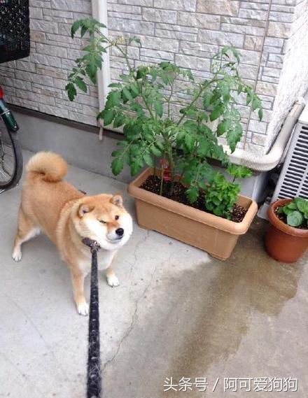 狗狗一拉出去，就收不回来了，怎么破？