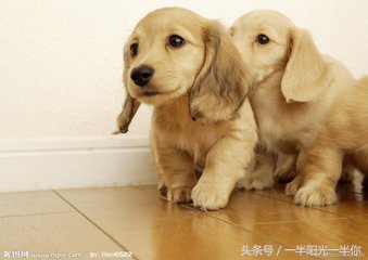 4个月金毛怎么喂食,金毛喂食注意事项及禁忌