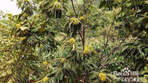 农村种什么果树赚钱快又好养,三农种植致富技术果树