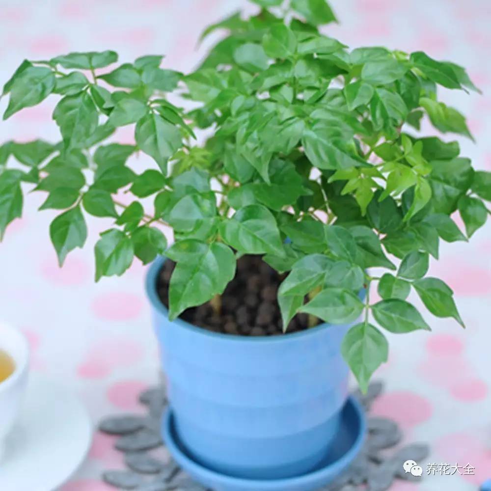 水养发财树绿萝黄叶掉叶怎样补救,绿萝发财树怎么养不烂根