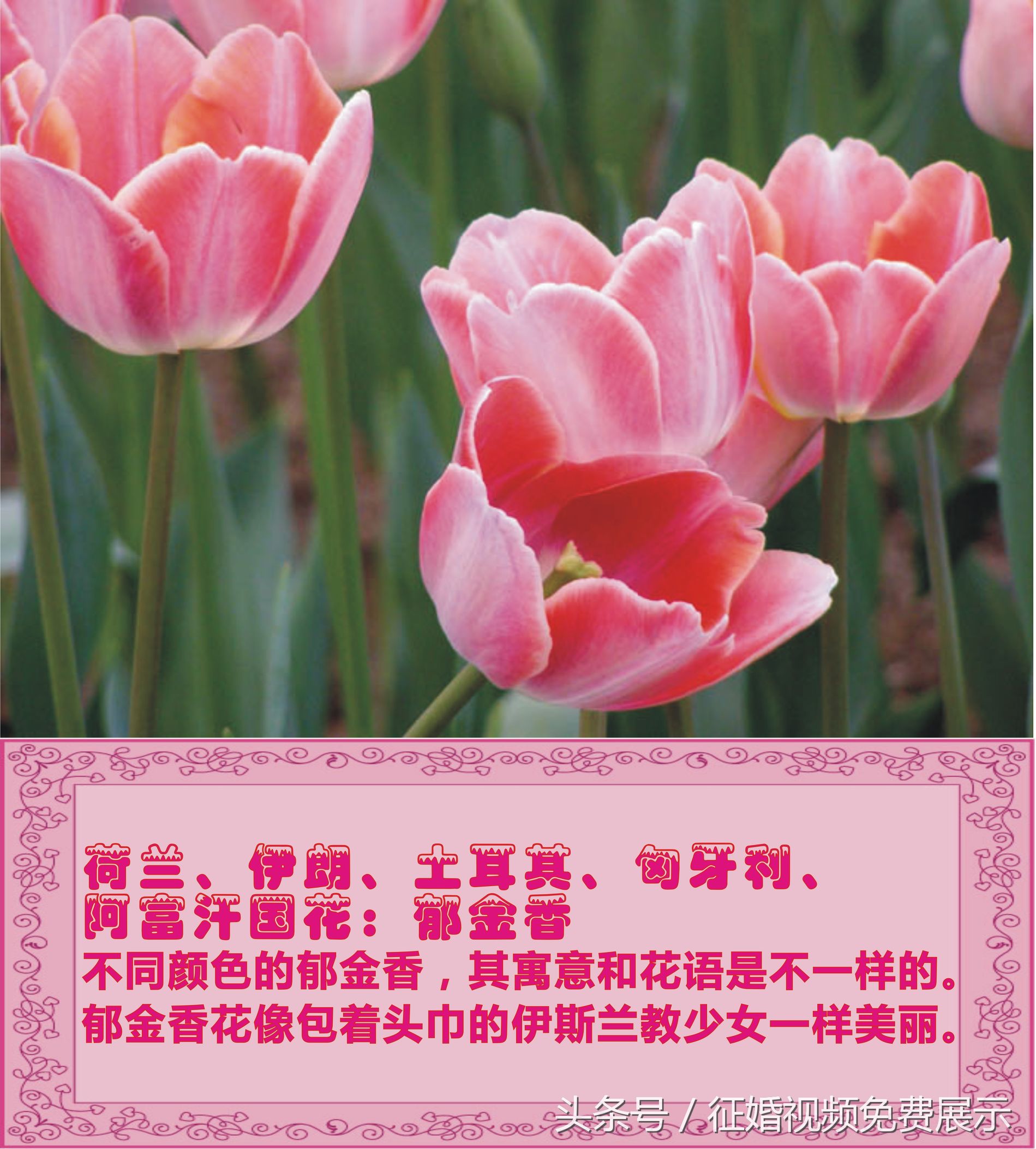 各国国花及象征意义,世界各国国花及寓意