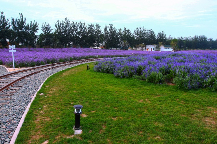 中国最大的薰衣草庄园,世界最漂亮的薰衣草庄园图片