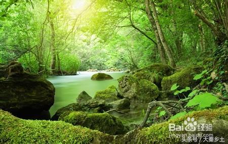 木耳采摘条件,怎么样辨别野生木耳