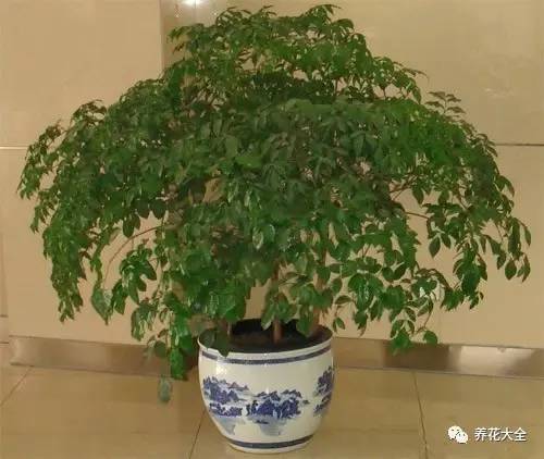 水养发财树绿萝黄叶掉叶怎样补救,绿萝发财树怎么养不烂根