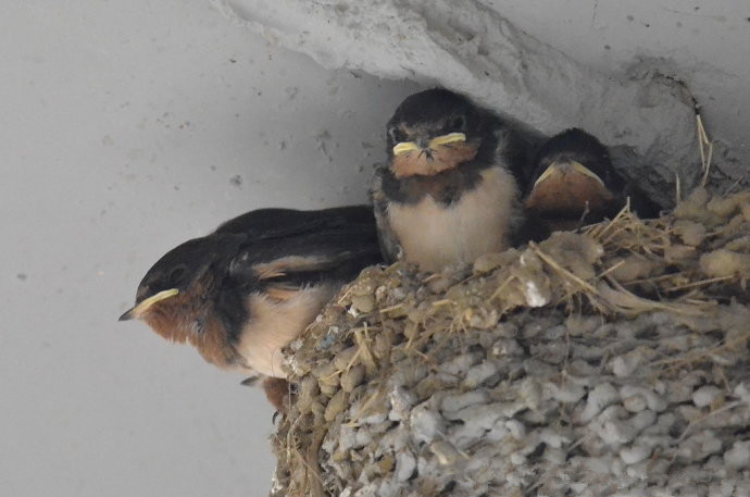 燕子窝被小朋友捣毁会不会有报应,把家里的燕子窝捣毁会不好吗
