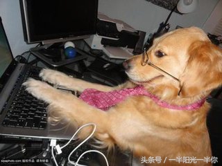 4个月金毛怎么喂食,金毛喂食注意事项及禁忌