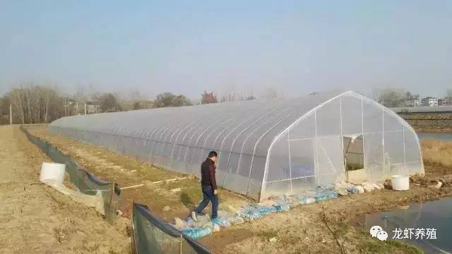 小龙虾养殖技术重点和养殖模式,大棚反季节养殖小龙虾的技术
