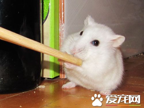 银狐仓鼠一般吃什么粮食,银狐仓鼠吃什么粮食可以一直活着