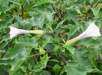 ‍‍‍如东路边42种草，天天踩它，却不知道它们好值钱~