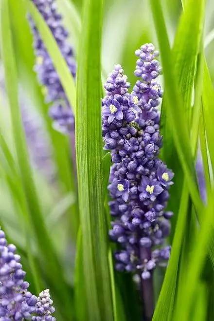 雾霾天气种植什么好养,雾霾天气养什么植物