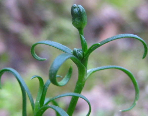 客家人常见的野果,环球客家