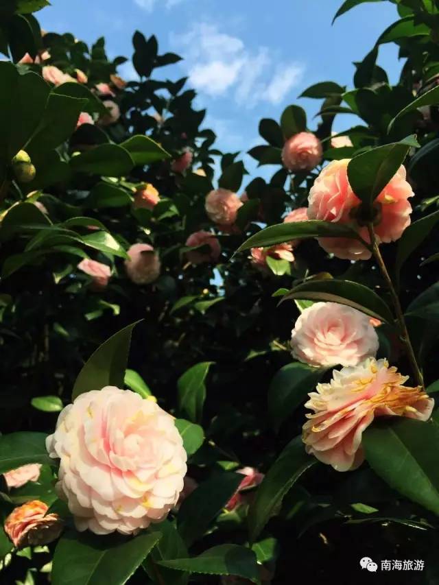 您好，2017年｜阳光灿烂，花果飘香，迎新年这些地方你不得不去！