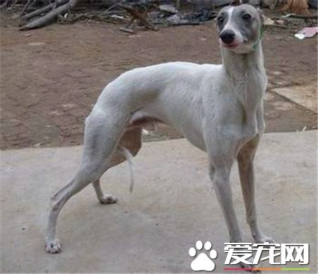 纯种灵缇犬主要喂什么,虎皮灵缇犬和梨花灵缇犬的视频