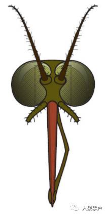 看昆虫各式“大嘴”如何吞天吞地~