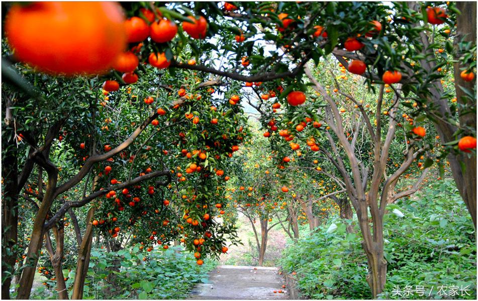 树里藏“火”小灯笼甜甜农家小红桔