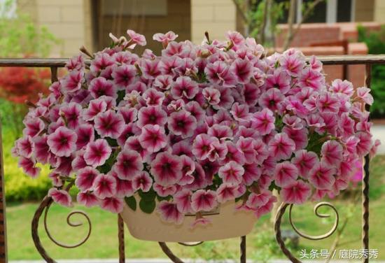 烟灰弹到花盆里好不好,烟灰放花盆里养花行吗