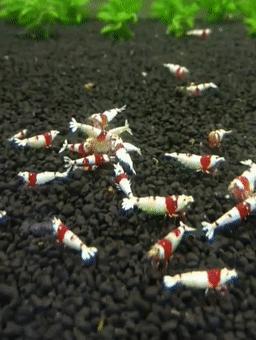 红白水晶虾观赏虾,火红虾观赏虾