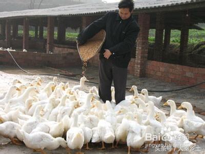 目前农村种植什么果树最好赚钱,农村种植什么果树收益最好