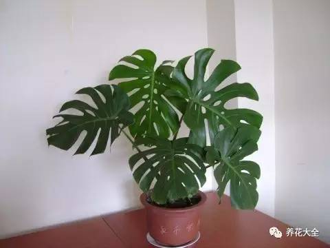 水养发财树绿萝黄叶掉叶怎样补救,绿萝发财树怎么养不烂根