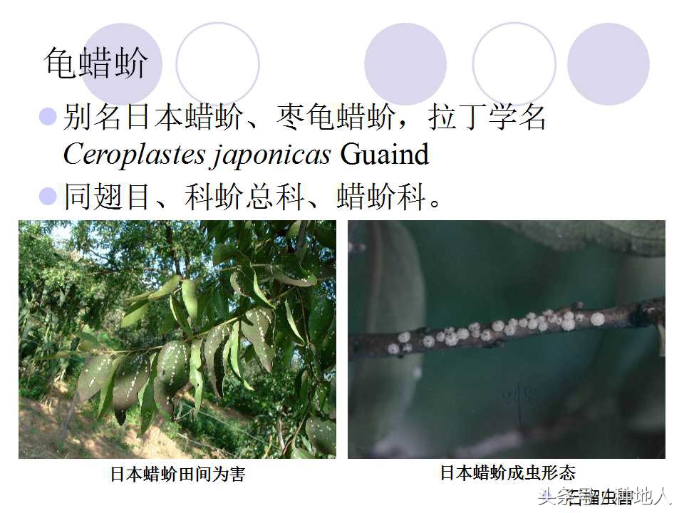 石榴虫害,石榴虫害图解大全