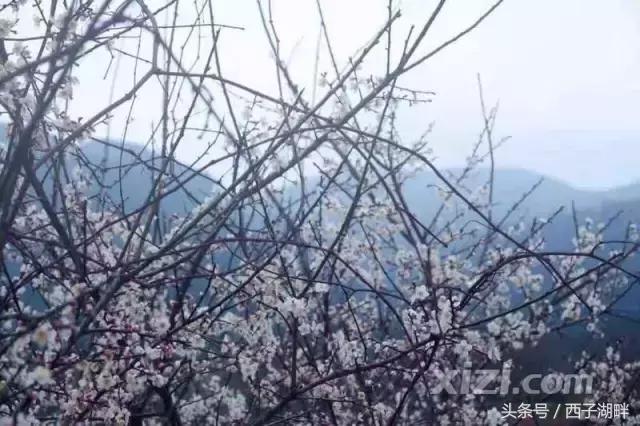 惠州梁化梅园最佳时间,惠州梁化梅园