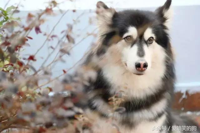 狗狗产后10天还有红色恶露排出,狗狗产后恶露什么样的