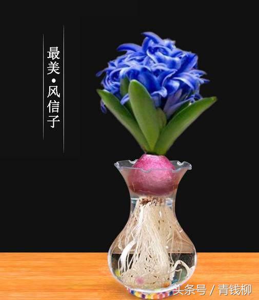 水培葡萄风信子烂根,水培风信子如何处理