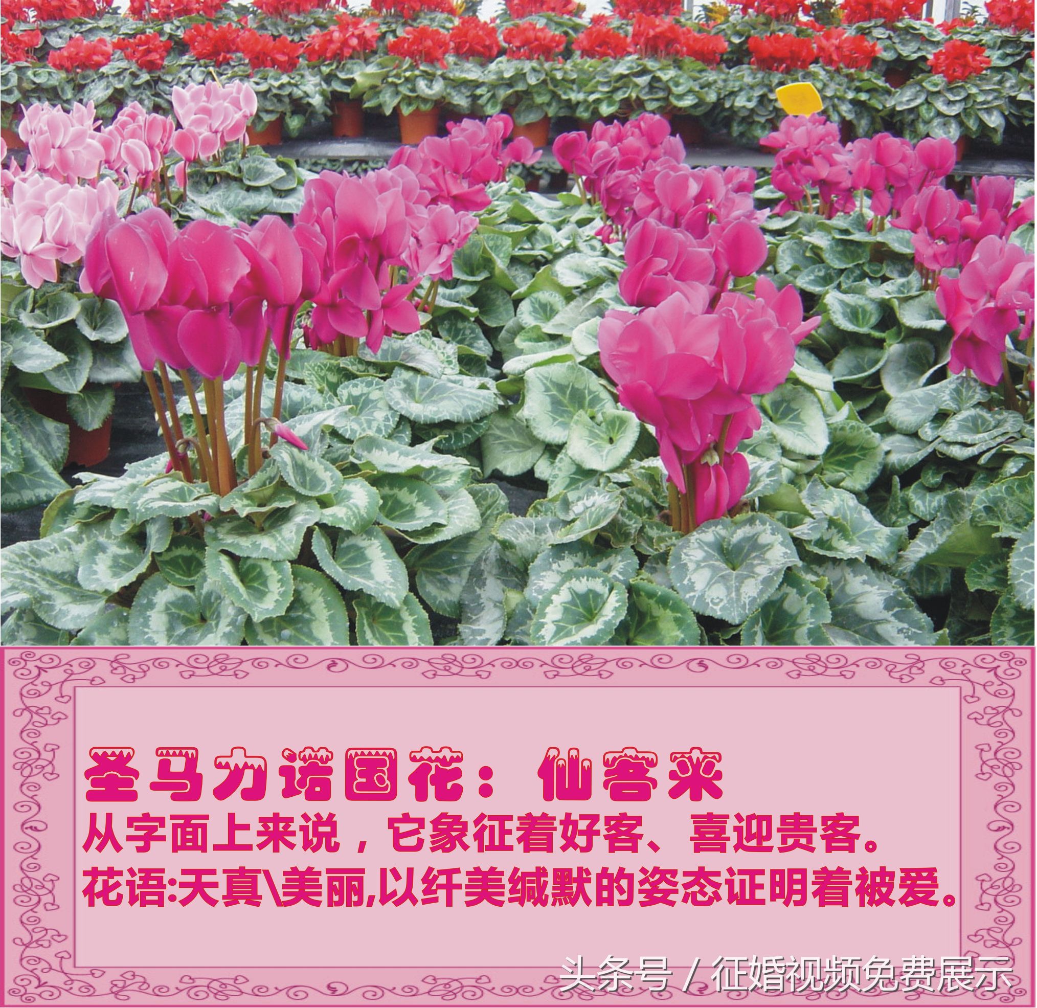 各国国花及象征意义,世界各国国花及寓意