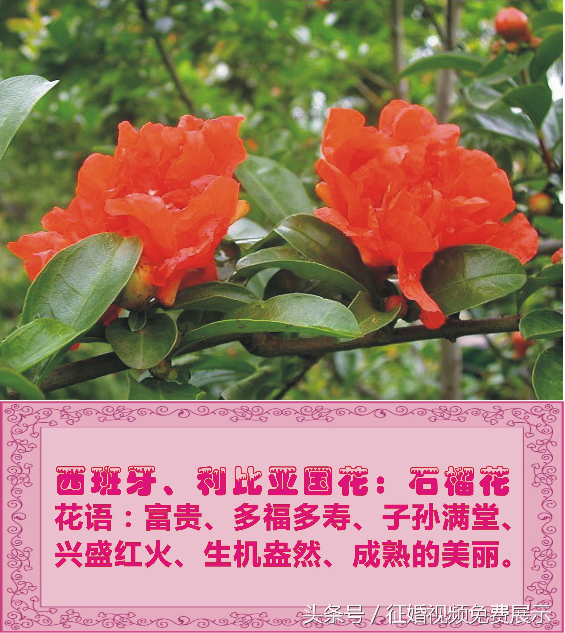 各国国花及象征意义,世界各国国花及寓意