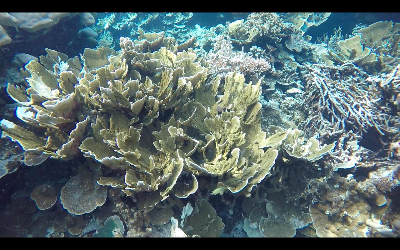 帕劳旅行攻略大全图文,帕劳旅行攻略图文大全