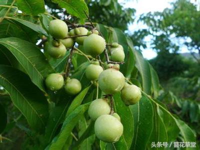 能美容的植物，你小时候见过吗？