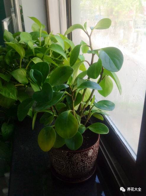 光照条件不好适合养什么花,花养不好是家里气场不好吗