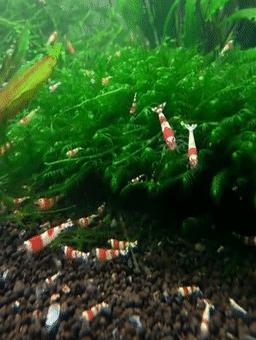 红白水晶虾观赏虾,火红虾观赏虾