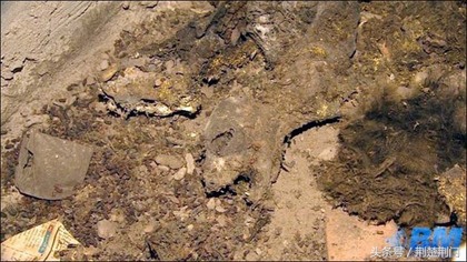 俄罗斯扑杀流浪狗,俄罗斯人扑杀流浪狗