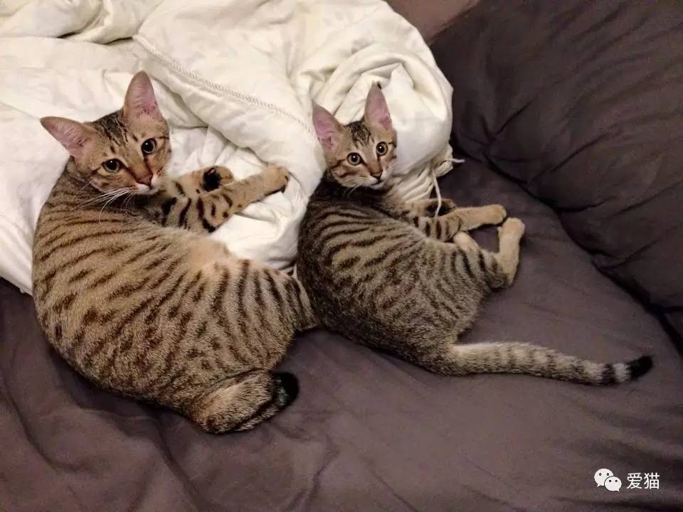 她纹身但她是个好女孩，照顾了20只没人愿意领养的残疾猫咪！