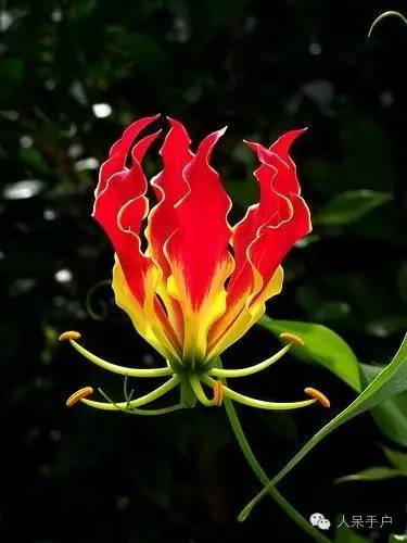 涓浗鍥借姳澶ц祻鍥剧墖,鍥借姳澶ц祻浜氭床鍥剧墖